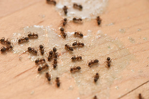 Best Pest Control for Homes  in Lonsdale, MN