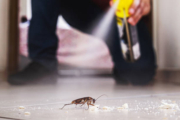 Best Cockroach Control Services  in Lonsdale, MN