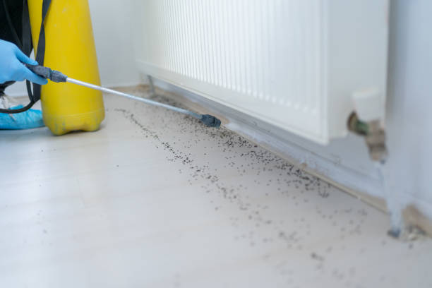 Best Wasp Removal Services  in Lonsdale, MN